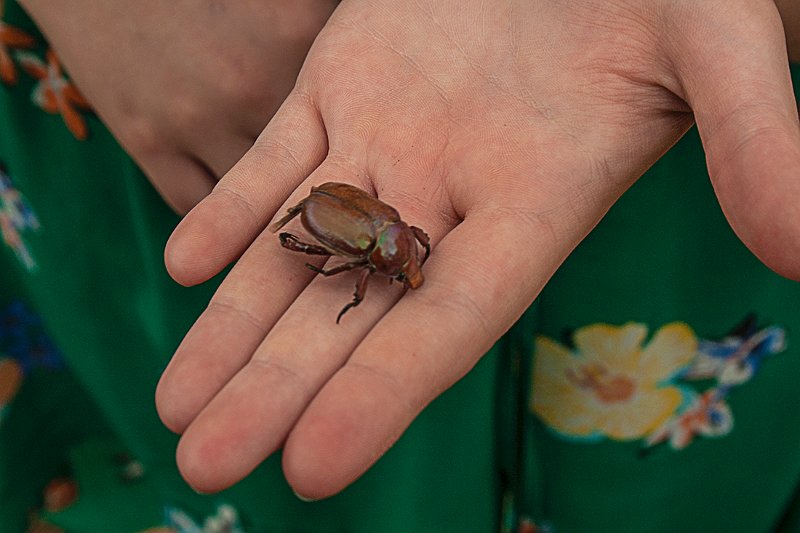 xmas beetle.jpg